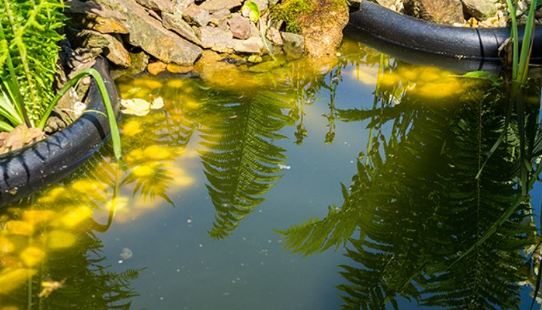 Zelená voda v zahradním jezírku